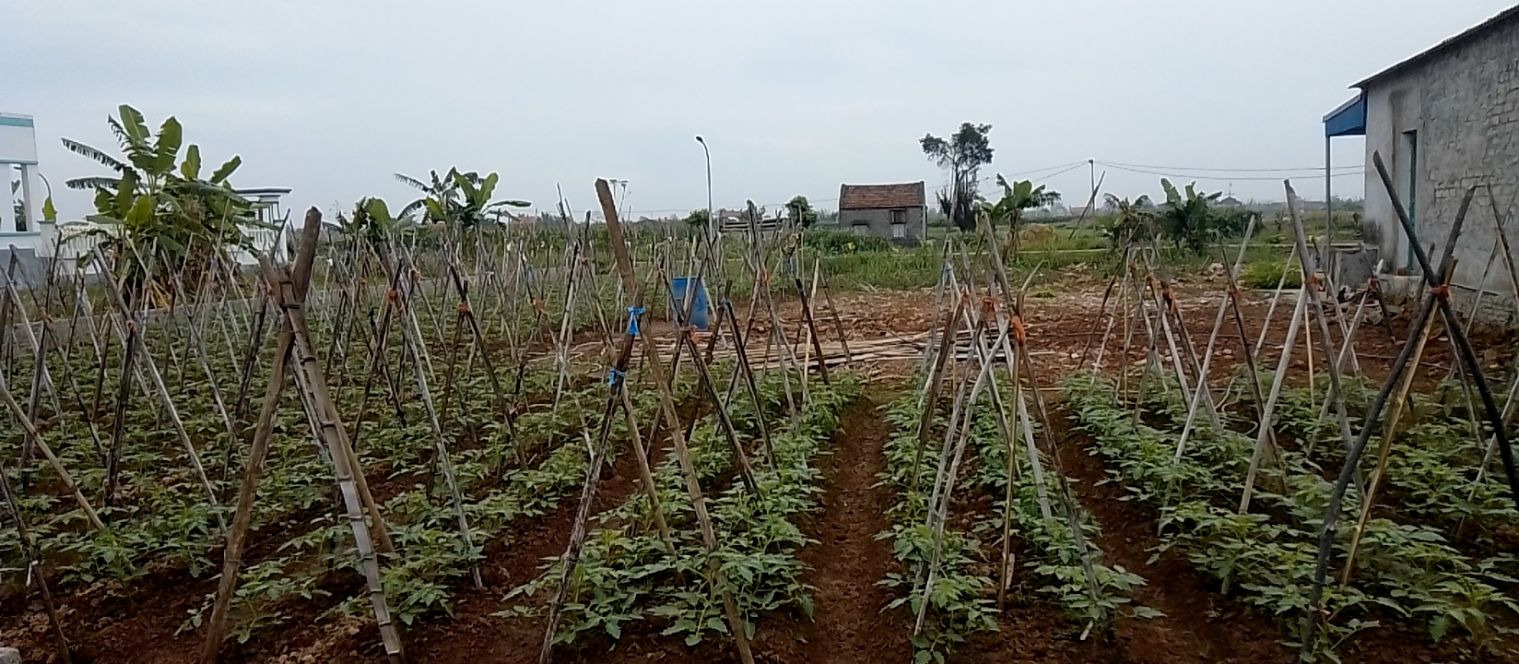 Đất nền Nam Điền, Nam Trực 180m² - Tiềm năng tăng giá vượt trội!