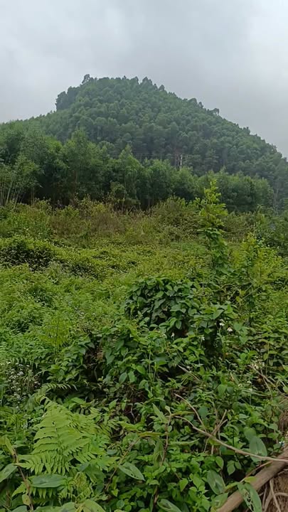 Đất nền Yên Thế, Bắc Giang 3000m² - Sổ đỏ chính chủ, view sông cực đẹp!