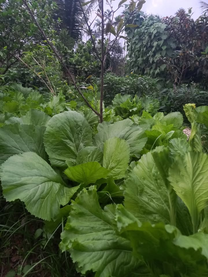 Đất nền Hòa Hương, Tam Kỳ 750m² - Đường to ô tô, pháp lý rõ ràng!