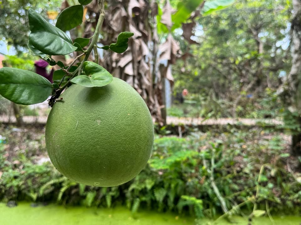 Đất nền Ấp Tây Hòa, Châu Thành 387m² - Pháp lý rõ ràng, Bán gấp!