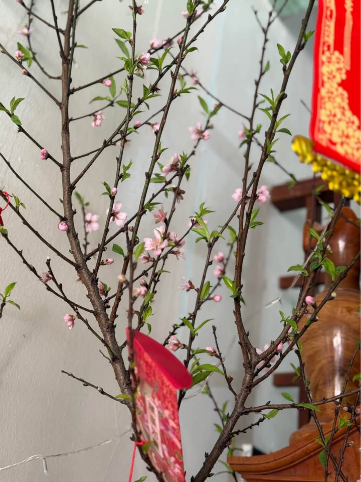 Đất nền Thịnh Lang, Hòa Bình 95,5m² - Sổ đỏ chính chủ, pháp lý rõ ràng!