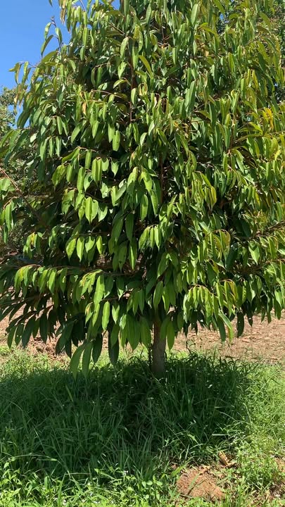 Đất Vườn Phú Trung 1.9ha 3.7 tỷ - Đầu tư dài hạn!