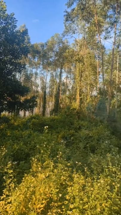 Đất Mặt Tiền QL31 Lục Ngạn - 160m², Sổ Đỏ Sẵn Sàng Đầu Tư