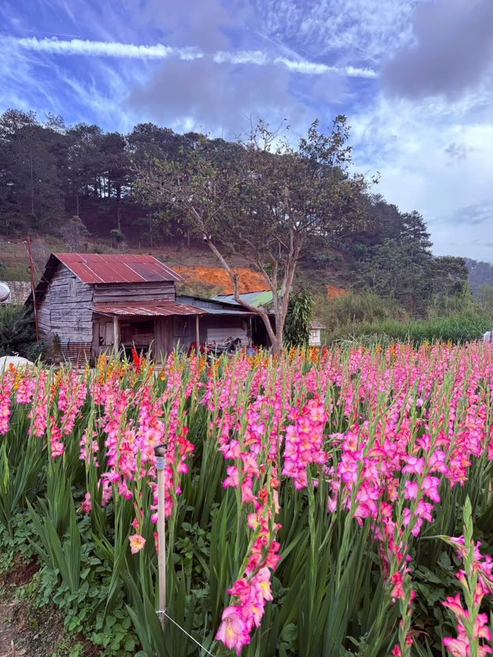 Bán đất Nguyên Tử Lực Đà Lạt 100m² - Đường ô tô, giá 750 triệu