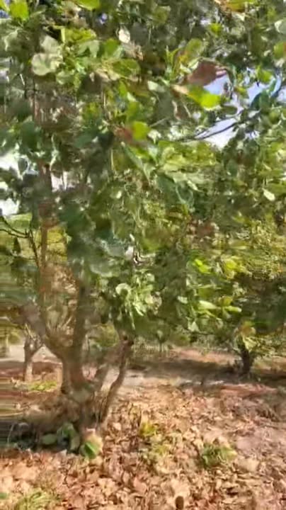 Farm 4ha Đất Đỏ Gia Lai - Giá 2 Tỷ - Tiềm Năng Trồng Trọt & Trang Trại