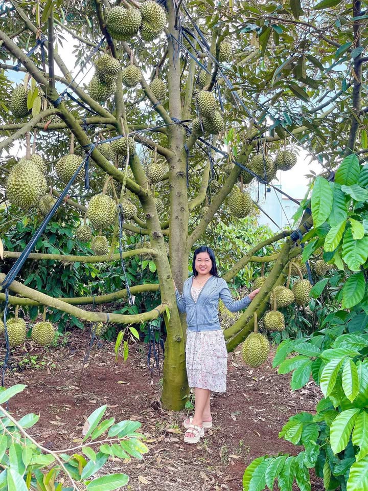 Đất Vườn Xã Gào Pleiku 3.7ha - Sổ đỏ chính chủ, sinh lời bền vững!