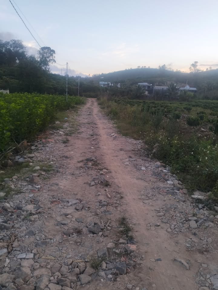 Bán Đất Ruộng Lâm Hà 14000m² - Sổ Sách Đầy Đủ, Giá 560 Triệu