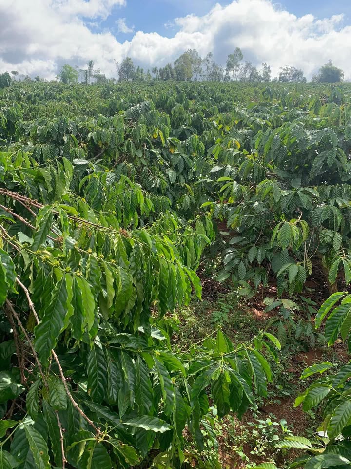 Bán Gấp 10ha Rẫy Cà Phê Gia Lai - Gần Trung Tâm Pleiku, Bám Sổ Đường Nhựa