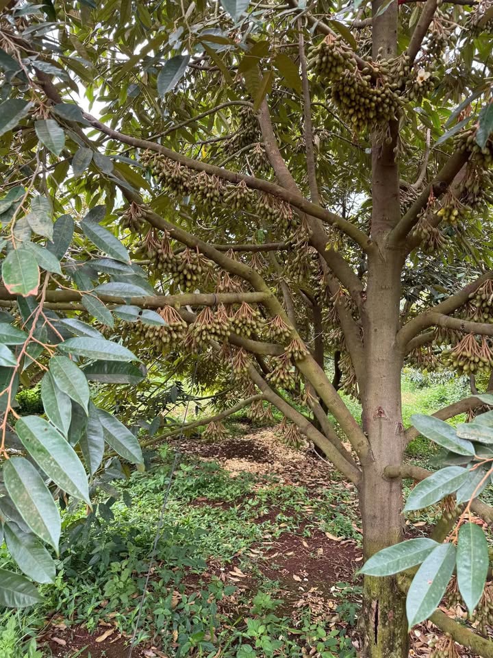 Đất vườn Ea Ngai Krông Búk 5200m² - Cơ hội đầu tư dài hạn!