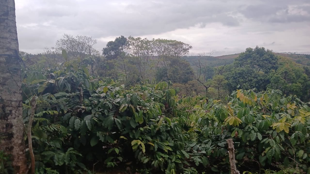 Đất Vườn Đắk Nông 3.5ha 4 tỷ - Cơ hội Đầu tư dài hạn!