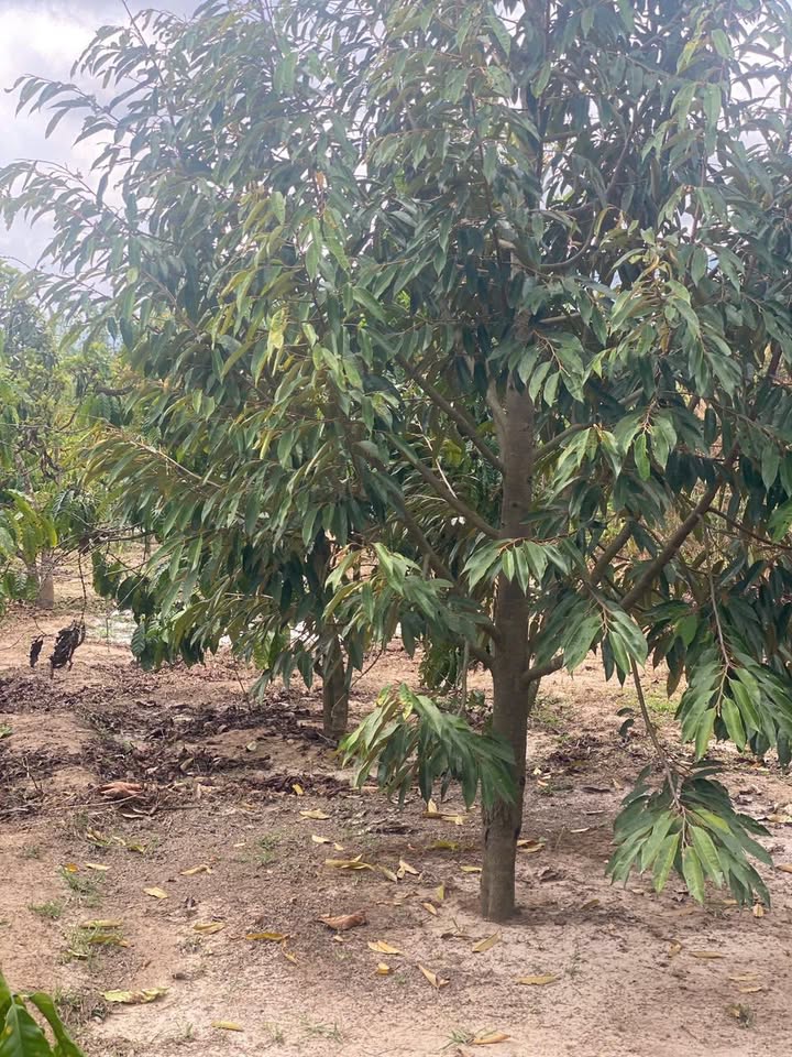 Rẫy Cư KTy Đắk Lắk 1.2ha - Sổ hồng rõ ràng, đầu tư bền vững!