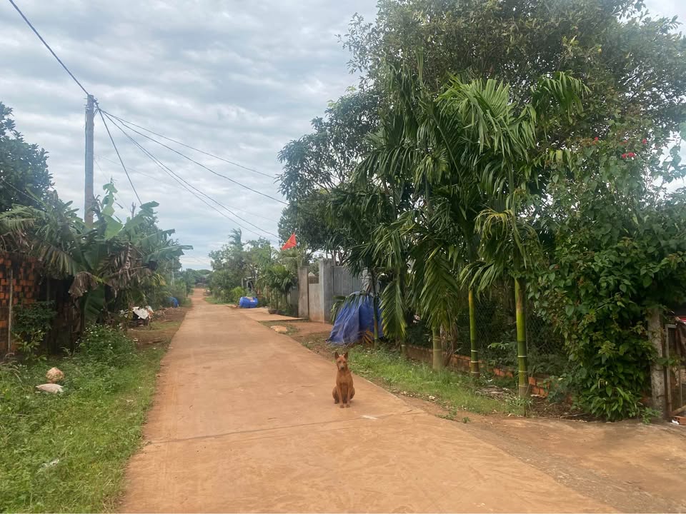 Đất nền Ia Ko Chư Sê Gia Lai 280m² - Pháp lý rõ ràng