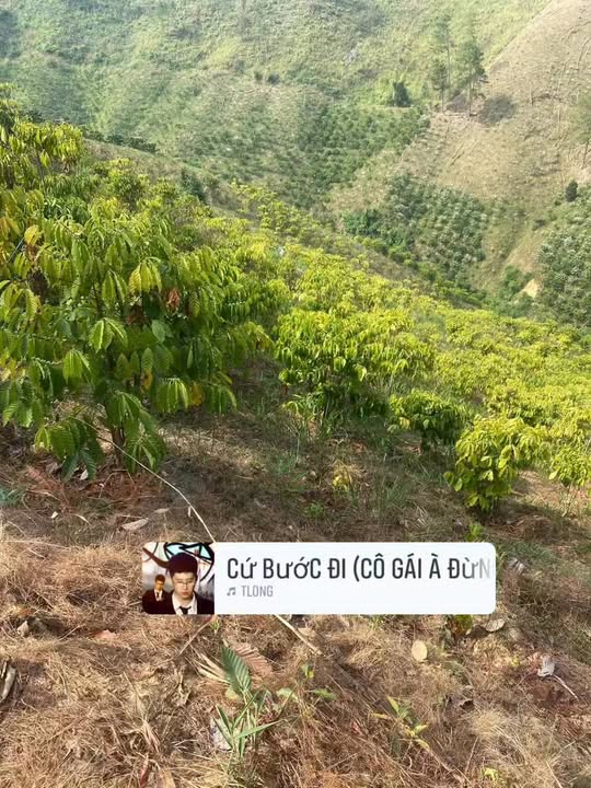 Bán đất vườn Đam Rông 1.2ha giá 600 triệu - Đầu tư dài hạn lý tưởng