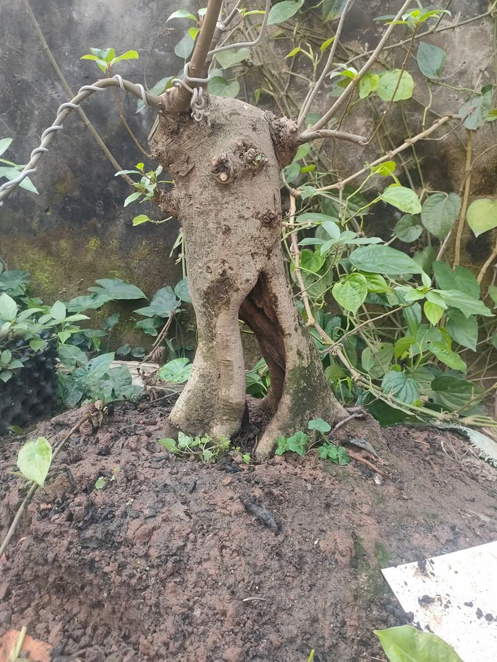 Bán đất Vạn Phúc Hà Đông 40m² giá 3.9 tỷ - Sổ đỏ chính chủ