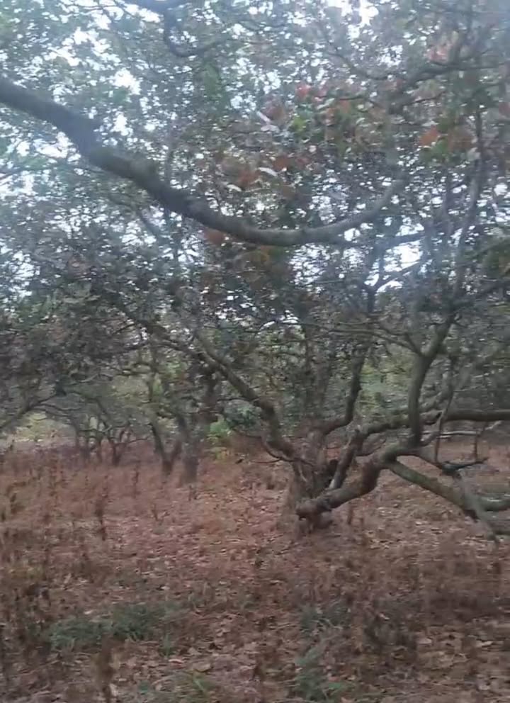 Farm 3ha Đắk Lắk - Đất Đen Pha Bằng Phẳng Giá 1.78 Tỷ