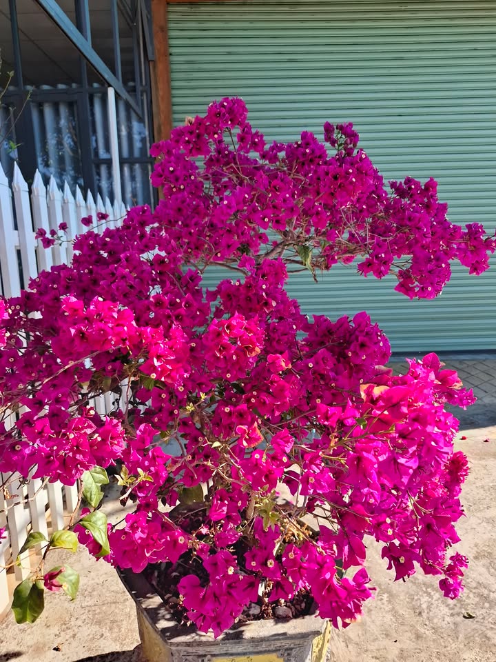 Bán Đất Tân Hội, Đức Trọng 115m² Sổ Đỏ Giá 920 Triệu