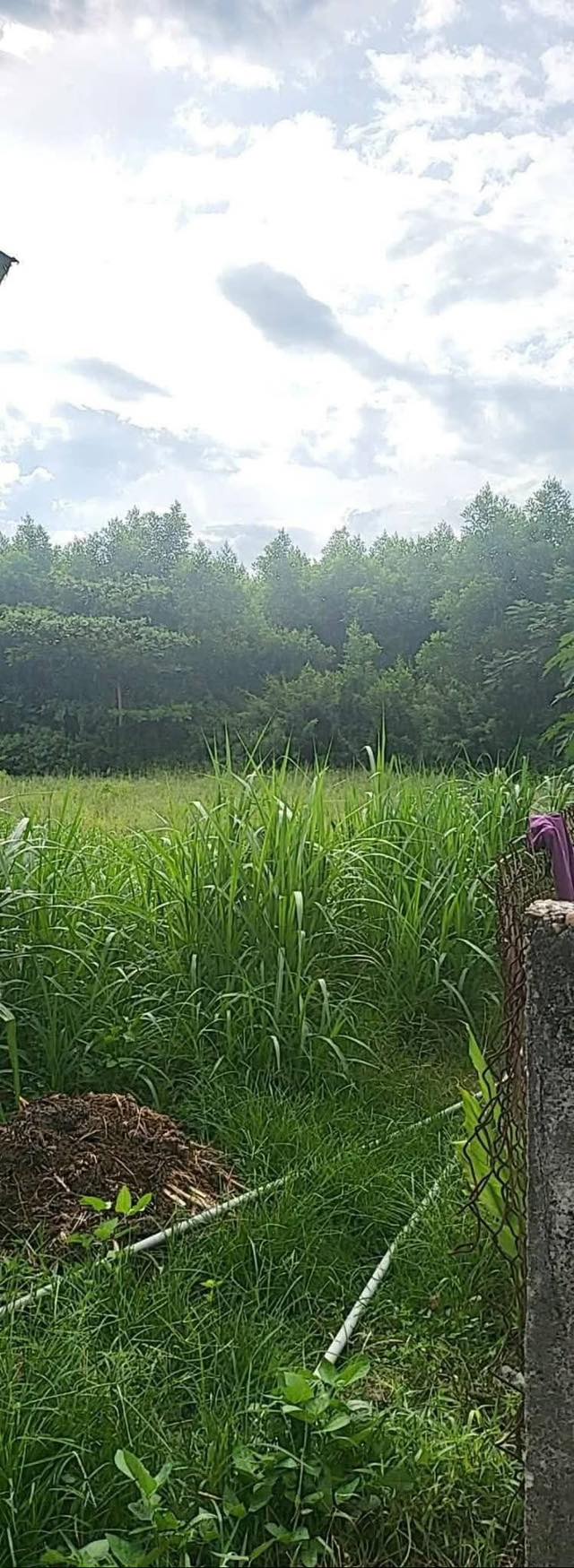 Đất Vườn Đức Lân 1063m² - 200m² Đất Ở, Tiềm Năng Sinh Lời!