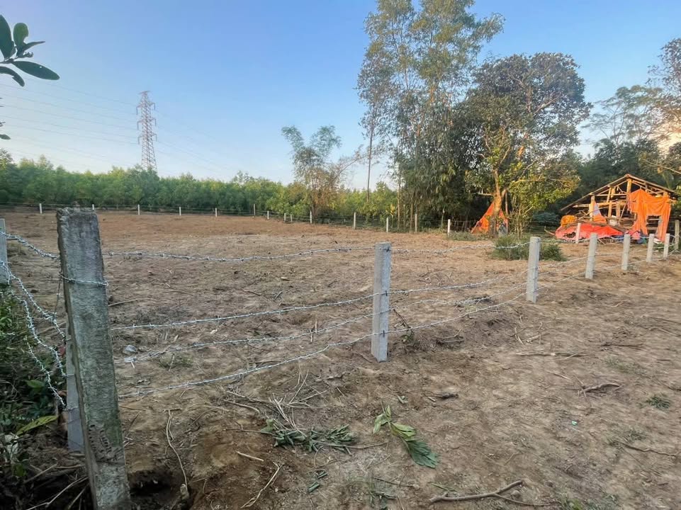 Đất Nền 536m² Bình Sơn, Quảng Ngãi - Sổ Đỏ Riêng, Giá Đầu Tư