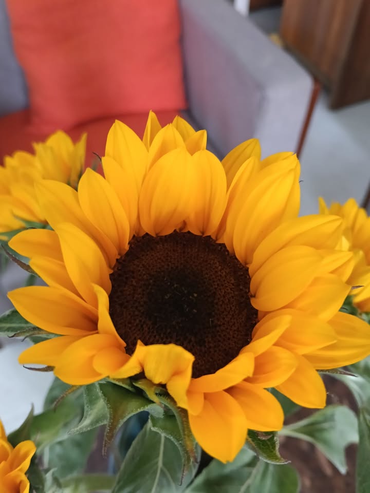 Đất Nền Tịnh Ấn Tây 100m² - Sổ Đỏ Rõ Ràng - Giá 590 Triệu