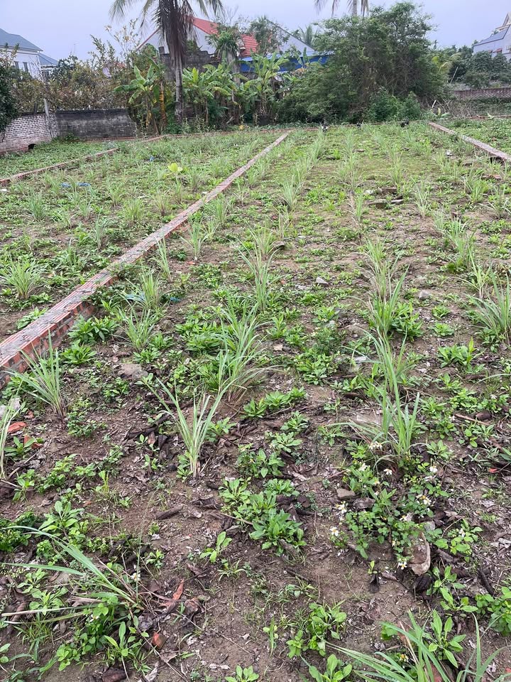 Đất nền Thanh Hà, Hải Dương - 100m² sổ đỏ, giá chỉ 6xx triệu