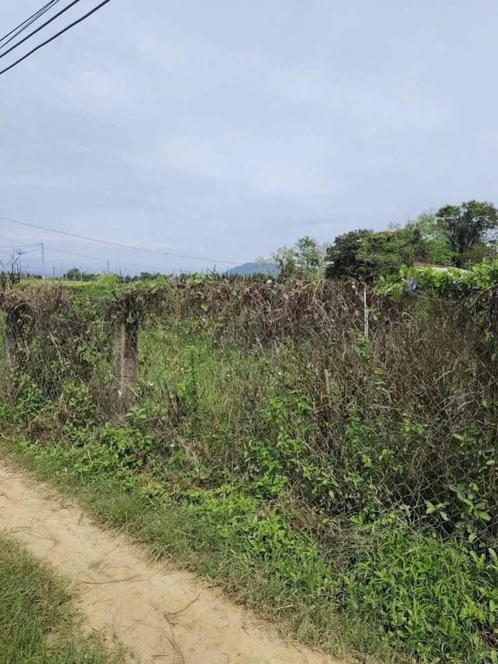 Đất nền Ma Lâm, Hàm Thuận Bắc 2200m² - Sổ đỏ chính chủ!