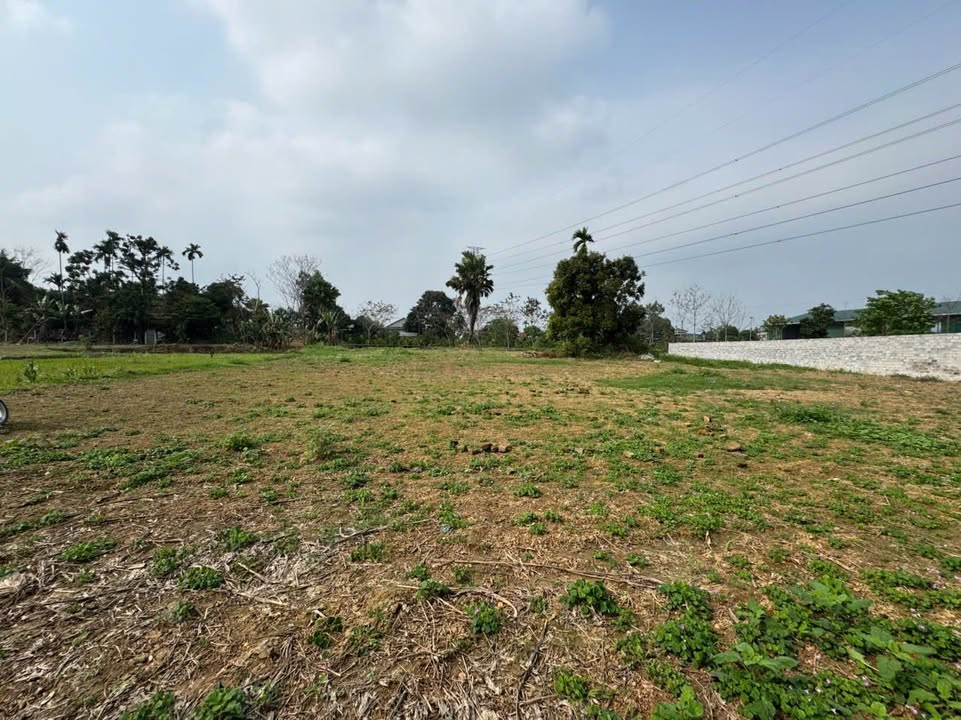 Đất nền Làng Phan Cổ Lũng 2500m² thỏa thuận - Đất thổ cư 100%