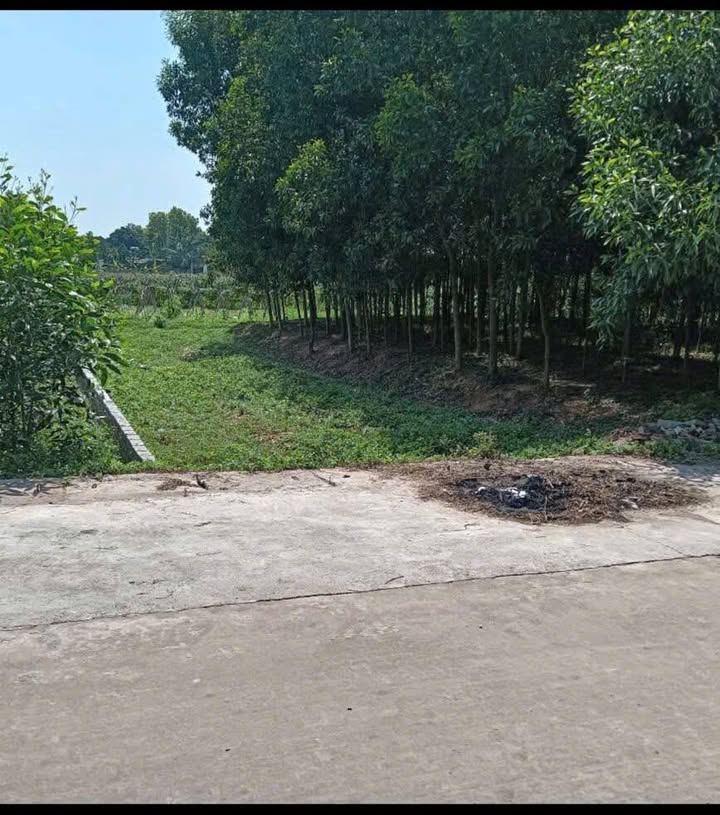 Đất Đấu Giá Lan Giới, Tân Yên 130m² - Sổ Đỏ Rõ Ràng, Giá Chỉ 1.2 Tỷ