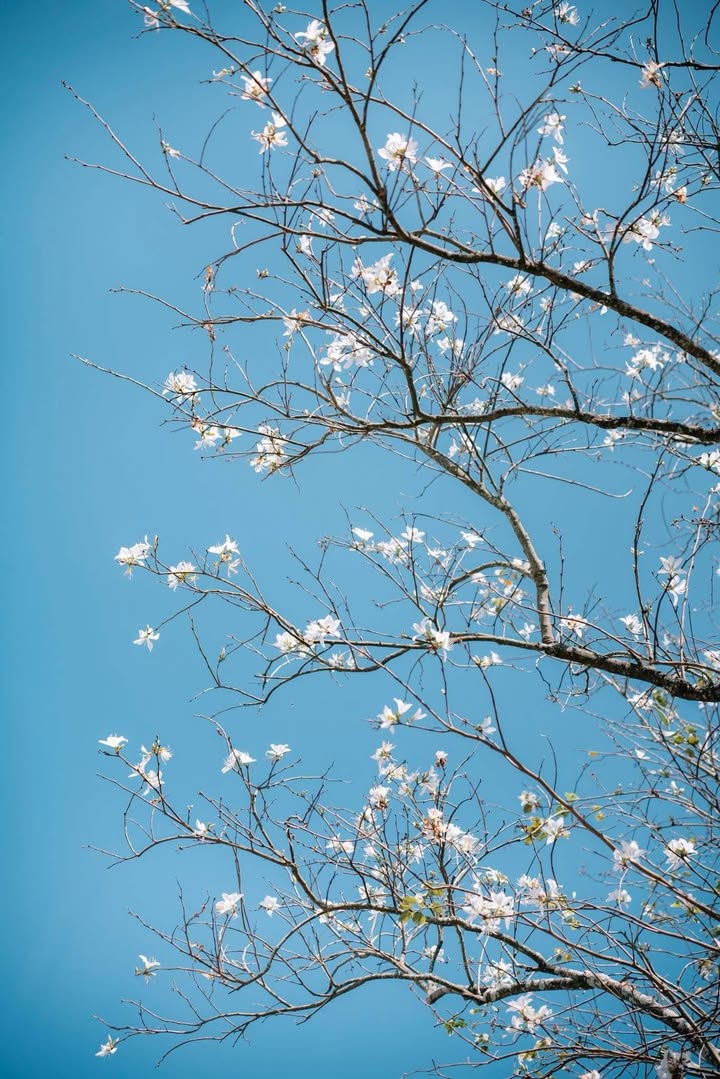 Đất nền 200m² Bạch Đằng, P7 Đà Lạt - Sổ riêng, ô tô vào nhà - Giá 8 tỷ