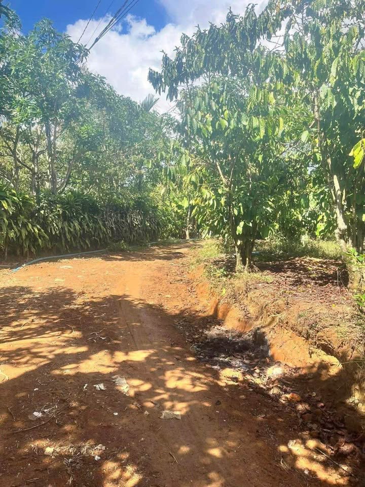 Đất Nền Di Linh 1ha, 3.5 tỷ - Đường To Ô Tô, Sổ Đỏ Chính Chủ