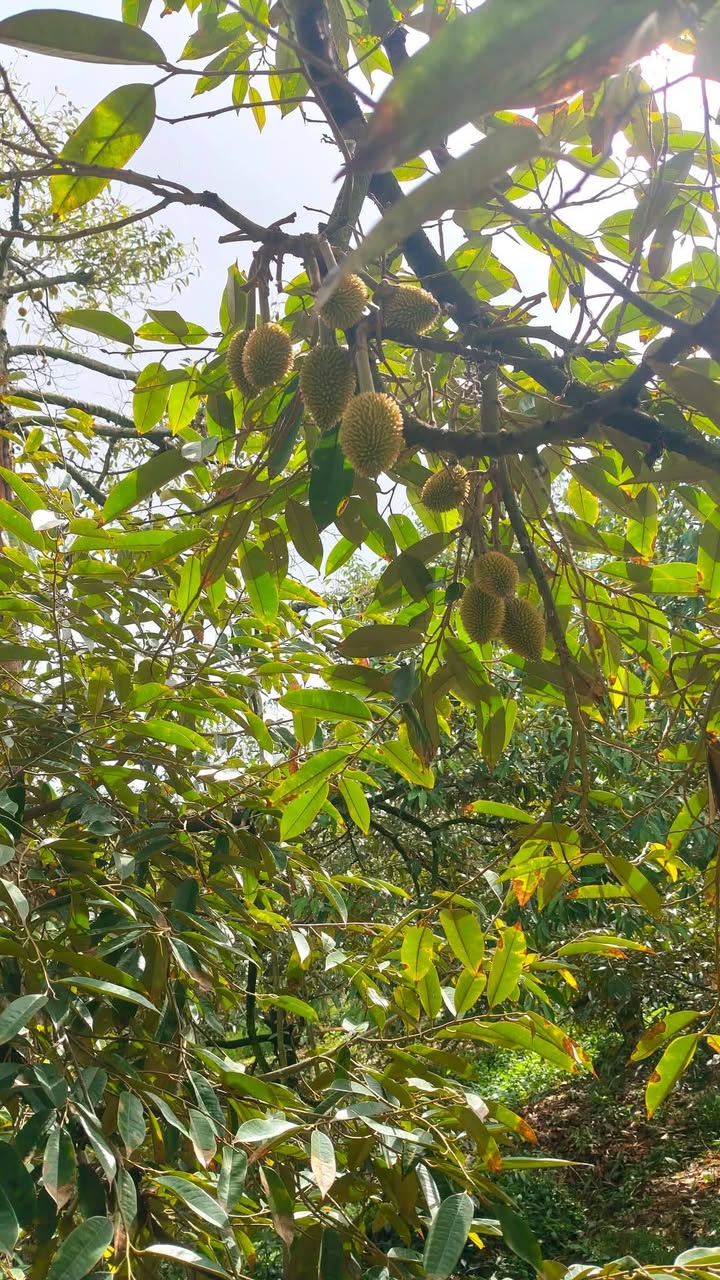 Vườn Sầu Riêng Cai Lậy - 50 Triệu/Năm, Đầu Tư Dài Hạn Sinh Lời!