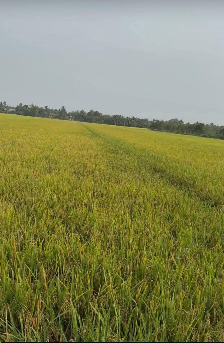 Đất Ruộng Hậu Mỹ Bắc A Cái Bè 6000m² - Sổ Đỏ Chính Chủ!