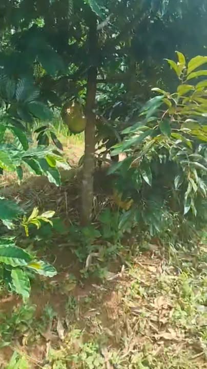 Đất vườn Đà Loan, Lâm Đồng 6.3 héc-ta - Nghỉ dưỡng lý tưởng