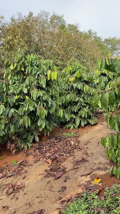 Bán Rẫy Cà Phê Sầu Riêng 1ha Xã Thuận Hạnh, Lâm Đồng - Sổ Đỏ Thổ Cư, Mặt Tiền Bê Tông