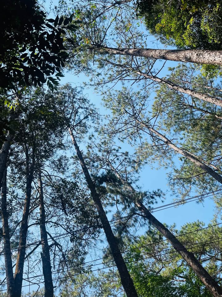 Nhà Đà Lạt 135m² - 2.9 Tỷ - Triệu Việt Vương - Sổ Hồng Sẵn Sàng