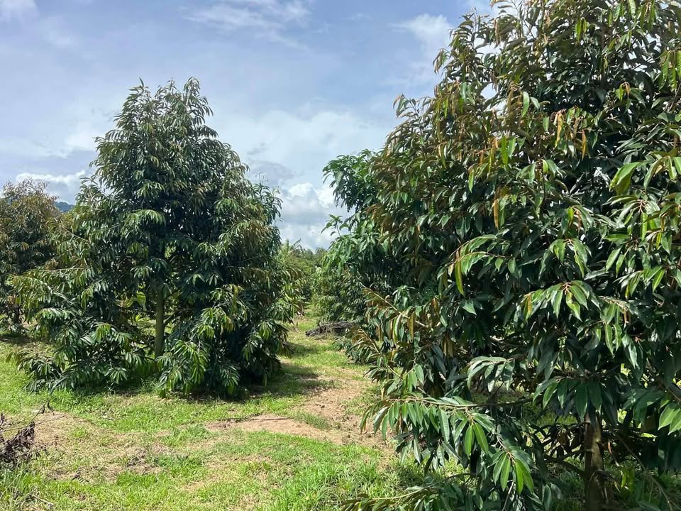 Đất Vườn Hàm Thuận Bắc 1.2ha giá 2.7 tỷ - Sổ đỏ chính chủ!