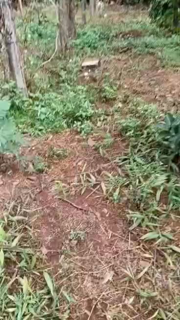 Đất vườn 780m² Ia Grai giá 400 triệu - Tiềm năng sinh lời!