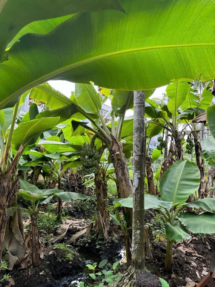 Đất vườn Bình Mỹ Củ Chi 1947m² – Tiềm năng tăng giá vượt trội