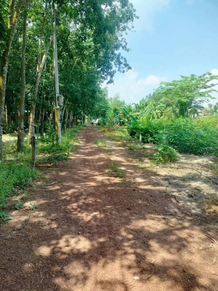 Đất nền Định An Dầu Tiếng 1300m² - Tiềm năng tăng giá vượt trội!