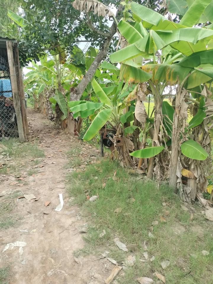 Đất mẫu Tháp Mười 14.000m² - 4.9 tỷ - Sổ đỏ chính chủ