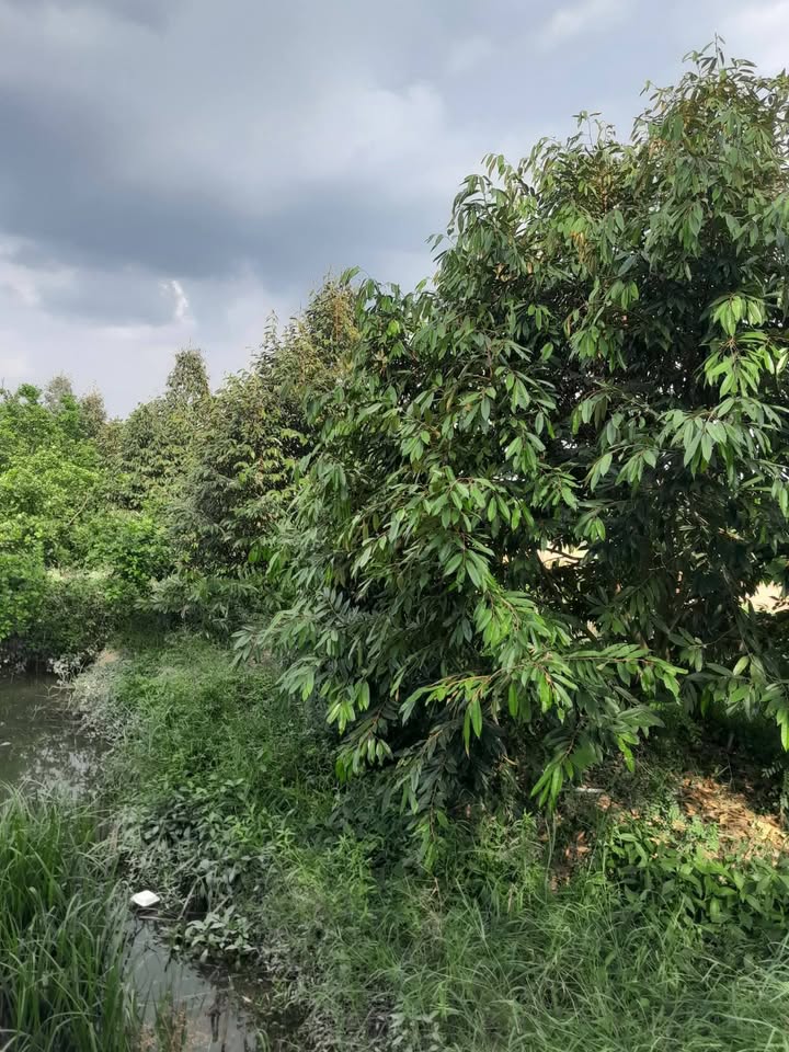 Đất Vườn An Khánh, Châu Thành 5000m² - Giá Đầu Tư Tốt!