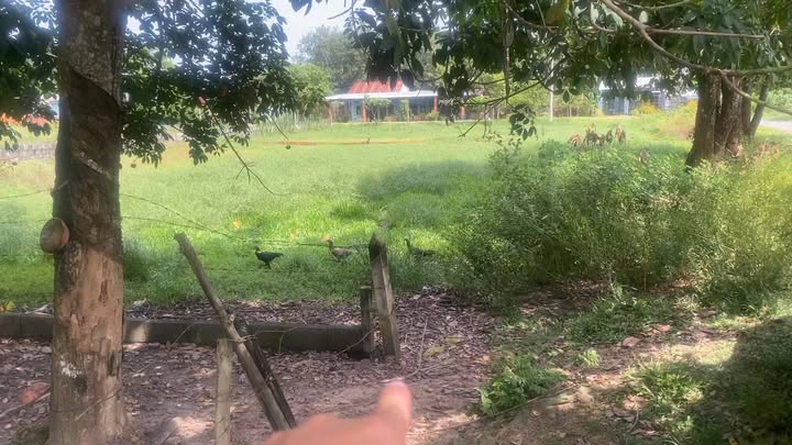 Đất Vườn 930m² Mặt Tiền Nhựa Thái Mỹ, Củ Chi - Giá Đầu Tư 2.55 Tỷ