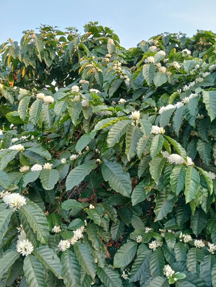 Bán Gấp Rẫy Cà Phê 1.2ha Ea Tân, Đắk Lắk - Sổ Đỏ Chính Chủ, Giá Tốt