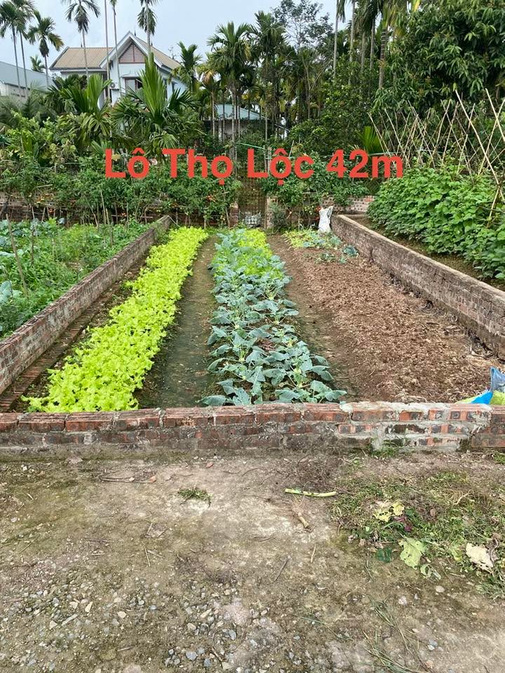 Đất Phúc Thọ 42m² - Sổ đỏ chính chủ, ô tô vào tận nhà