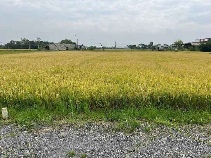 Đất nền Hòa Khánh Nam Đức Hòa 150m² - Sổ hồng, thổ cư 100%