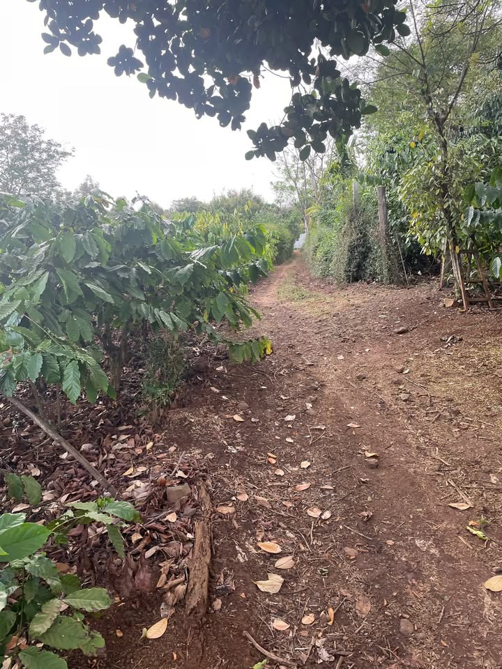 Bán Đất Vườn Đắk Lắk 5400m² Mặt Tiền Hẻm Trần Quý Cáp - Giá Tốt 1.7 Tỷ