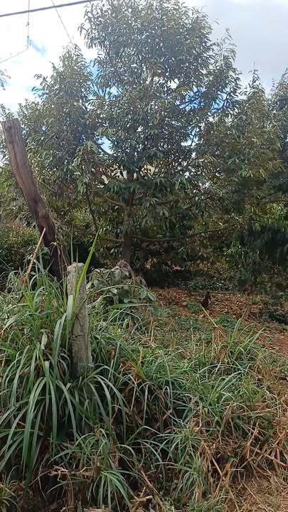 Đất nền Ea H'đing Cư M'gar 540m² - Tiềm năng tăng giá!