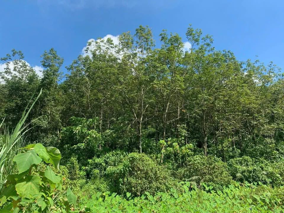 Bán 7ha đất rừng sản xuất Bố Trạch - Giá đầu tư tốt tiềm năng lớn