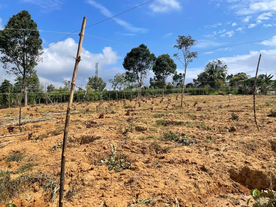 Đất Vườn Phú Xuân Krông Năng 1.2ha - View Thiên Nhiên Tuyệt Đẹp!