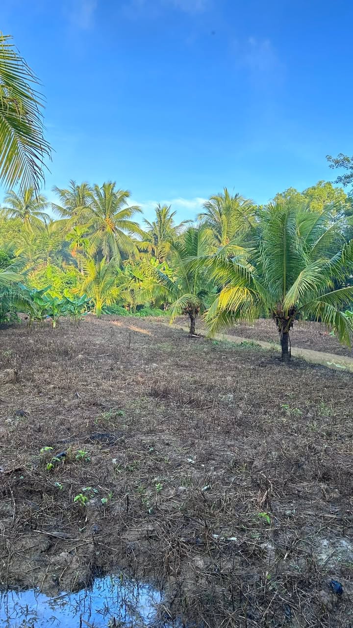 Đất vườn An Hiệp Bến Tre 1200m² - Đường to ô tô, tặng nhà!