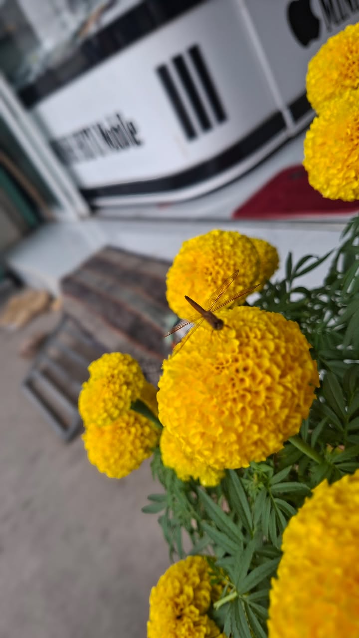 Bán Gấp Nhà Hẻm Xe Hơi 570m² Gần DT 870, Châu Thành, Bến Tre - Giá Tốt